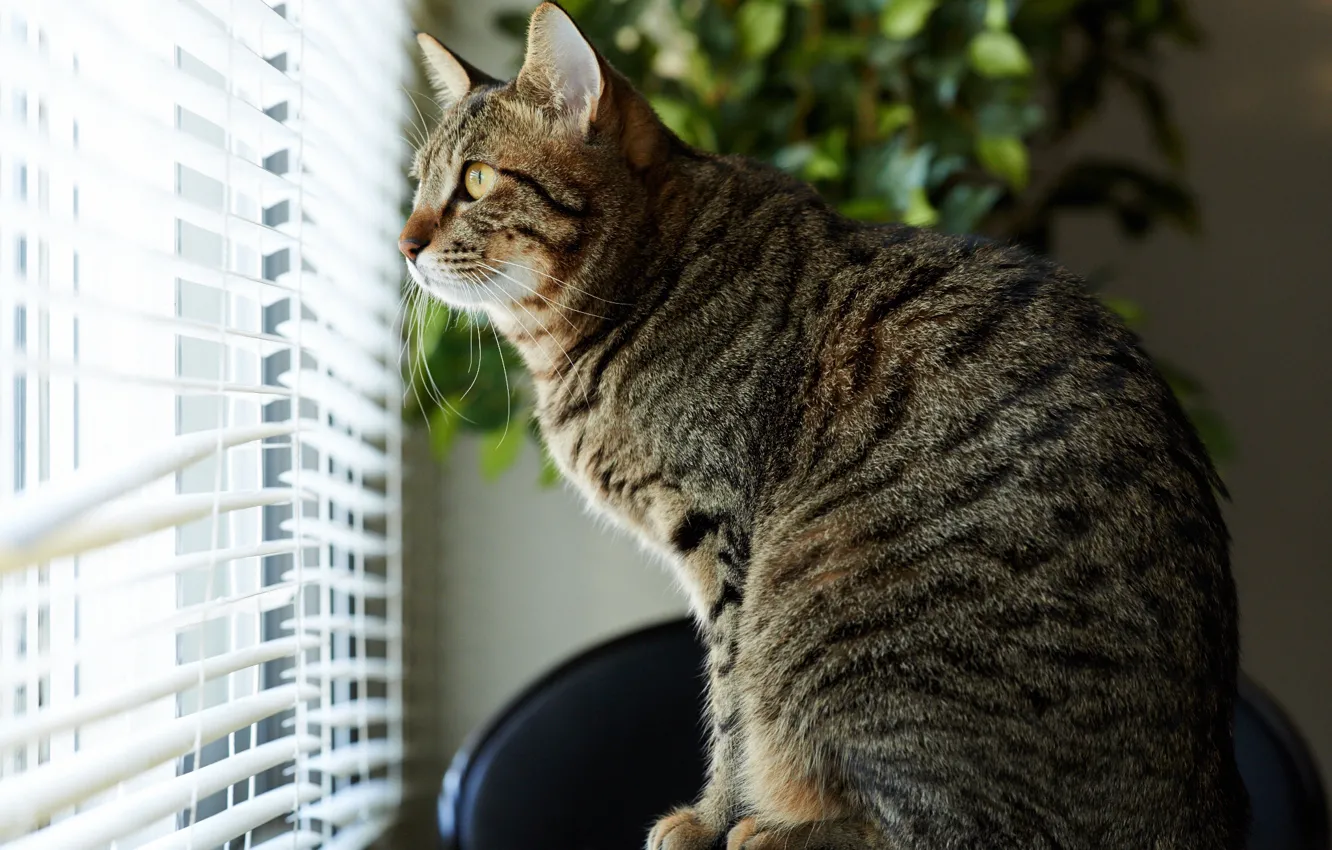 Photo wallpaper cat, house, window, striped, attention, blinds