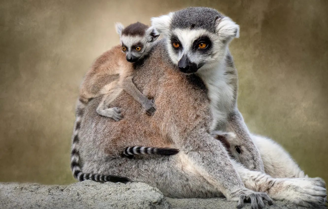 Photo wallpaper baby, lemur, cub