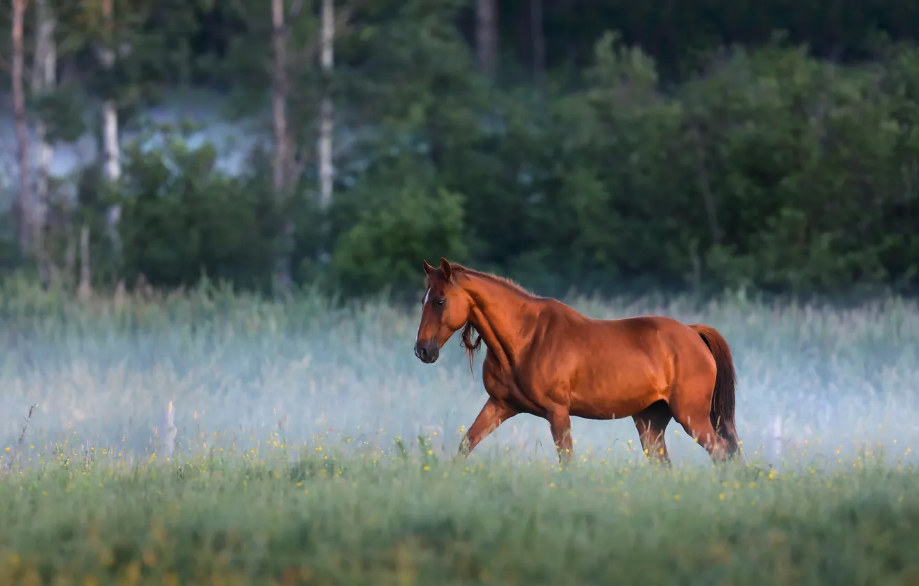 Photo wallpaper nature, fog, horse, horse, morning, chestnut