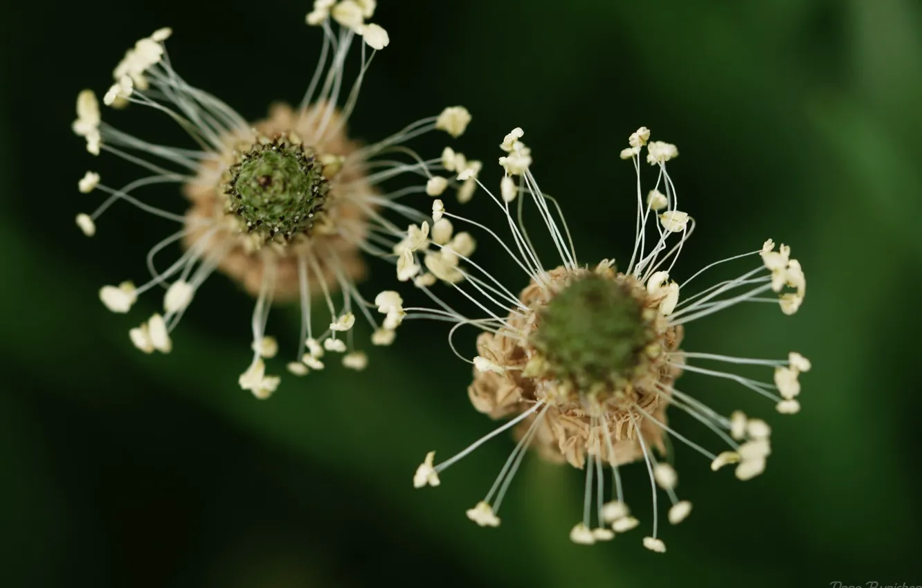 Photo wallpaper grass, macro, flowers, background, stamens