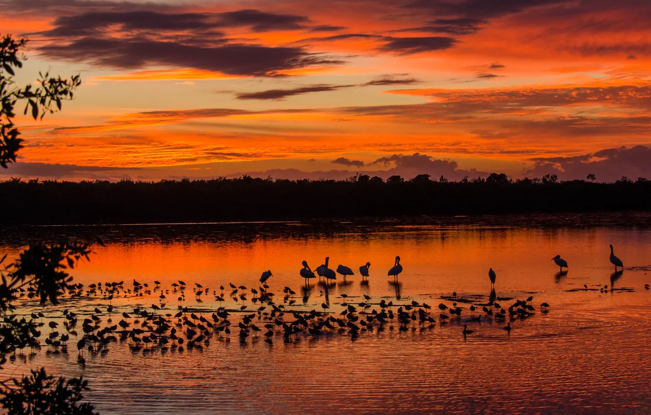 Photo wallpaper forest, the sky, clouds, trees, sunset, birds, lake