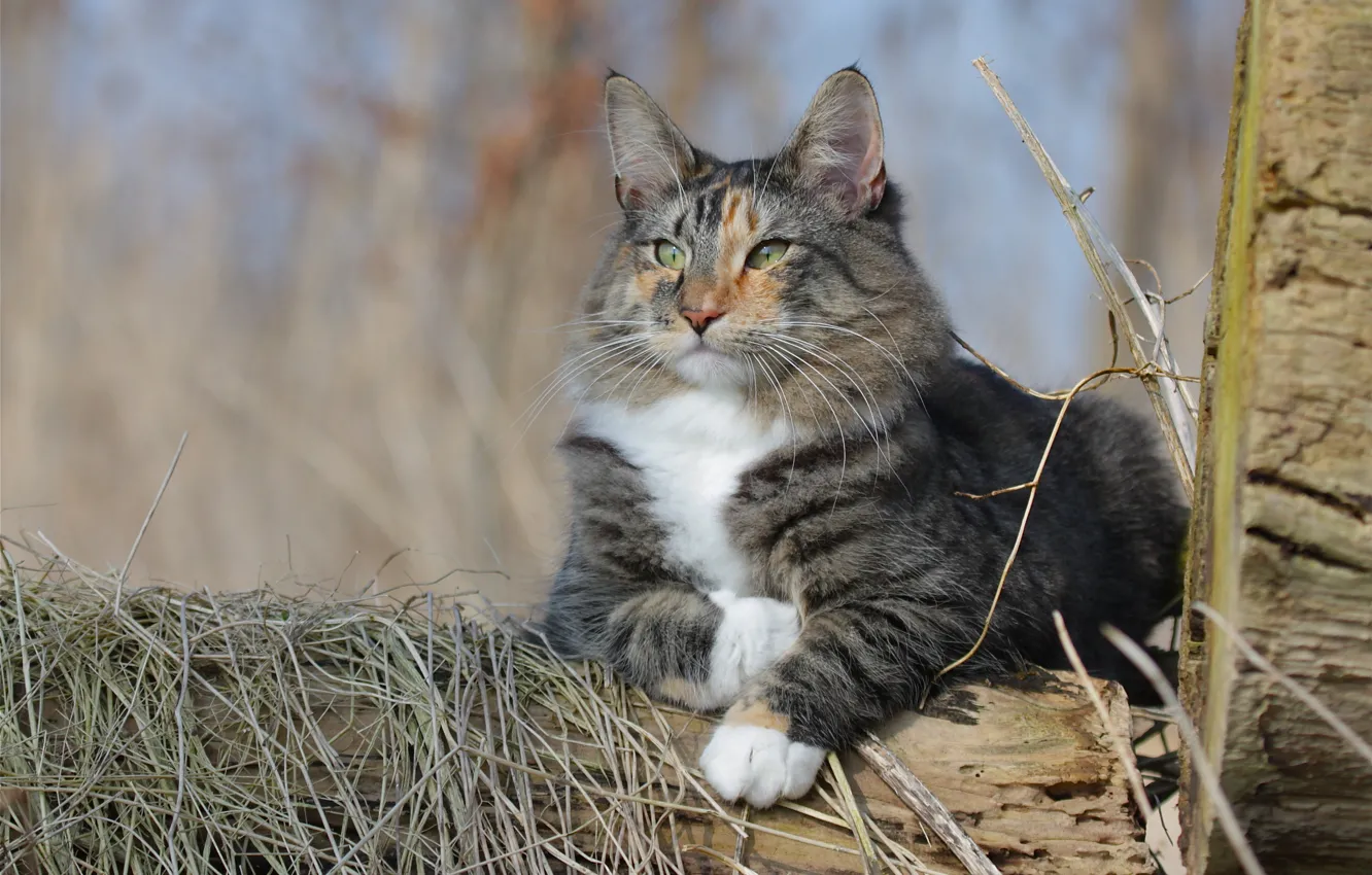 Photo wallpaper cat, cat, Norwegian forest cat