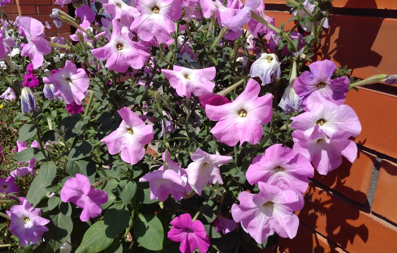 Photo wallpaper summer, flowerbed, Petunia