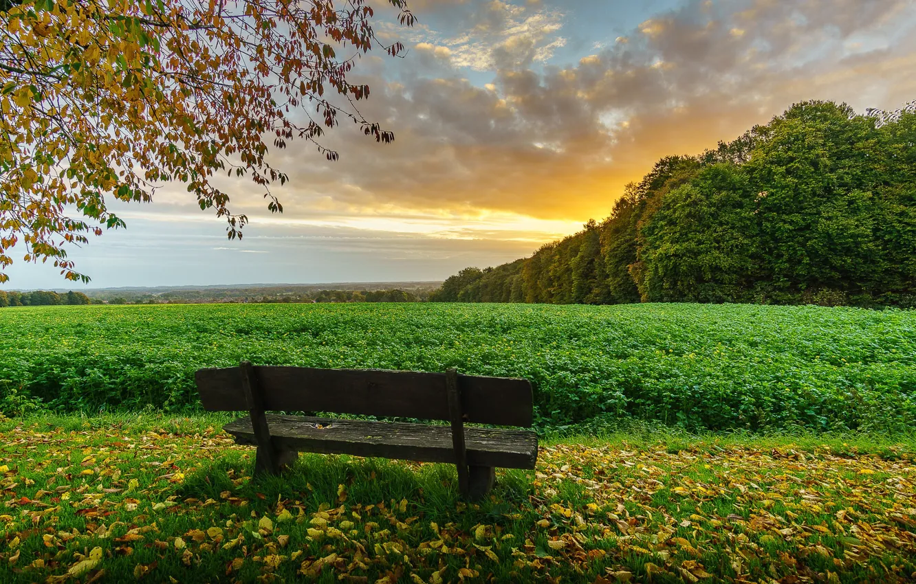 Photo wallpaper bench, field, nature