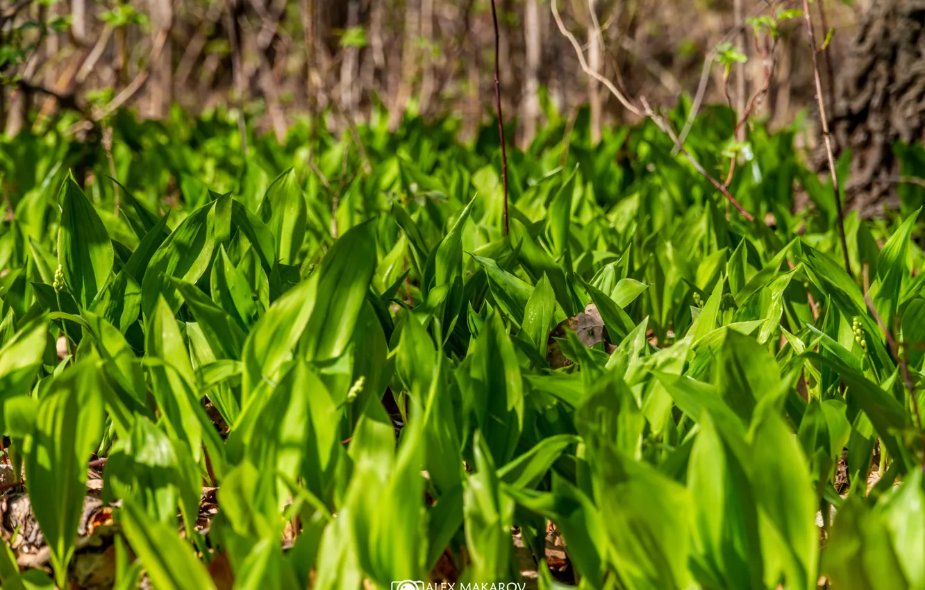 Photo wallpaper greens, forest, spring, clearing, lilies of the valley