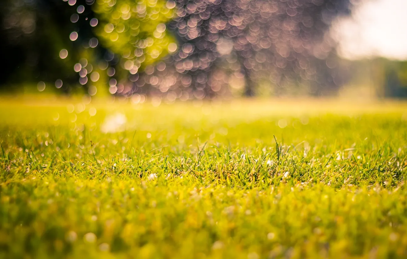 Photo wallpaper greens, grass, nature, background, blur, morning, meadow, day