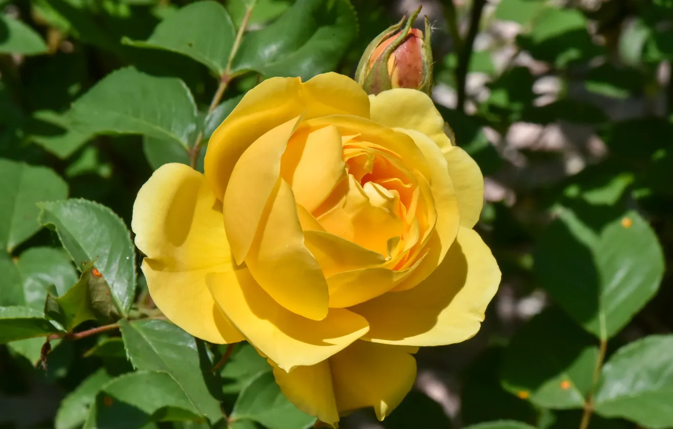 Photo wallpaper yellow, roses, petals, buds