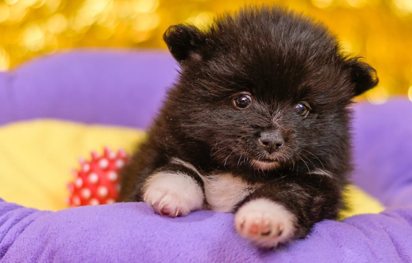 Photo wallpaper dog, portrait, the ball, puppy, bench, Spitz, face, black