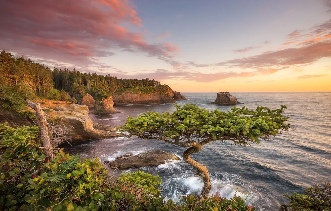 Photo wallpaper trees, sunset, coast