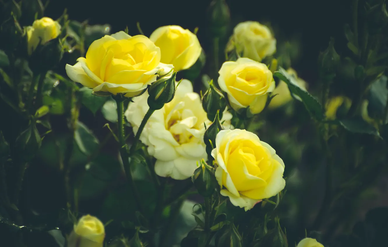 Photo wallpaper greens, summer, yellow, roses, garden