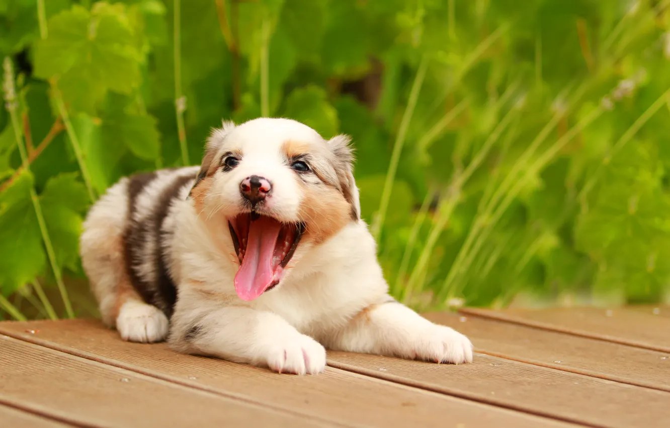 Photo wallpaper each, puppy, australian shepherd