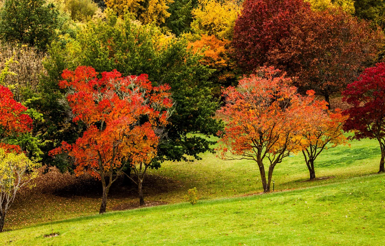 Photo wallpaper autumn, grass, color, trees, Park, slope, Australia, Mount Lofty Botanic Garden