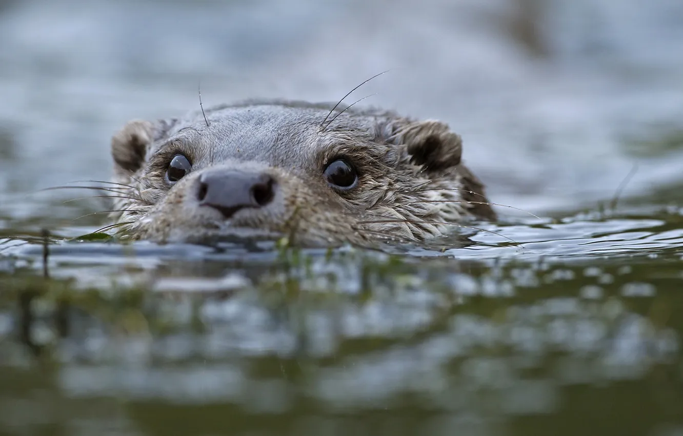 Photo wallpaper water, animal, animals, water, otter, Otter