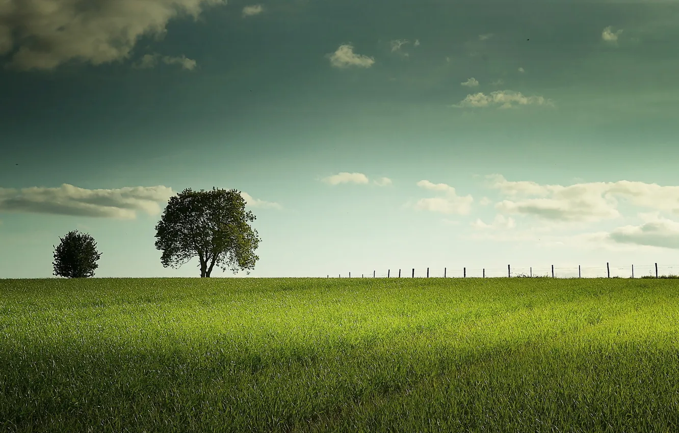 Photo wallpaper field, trees, landscape