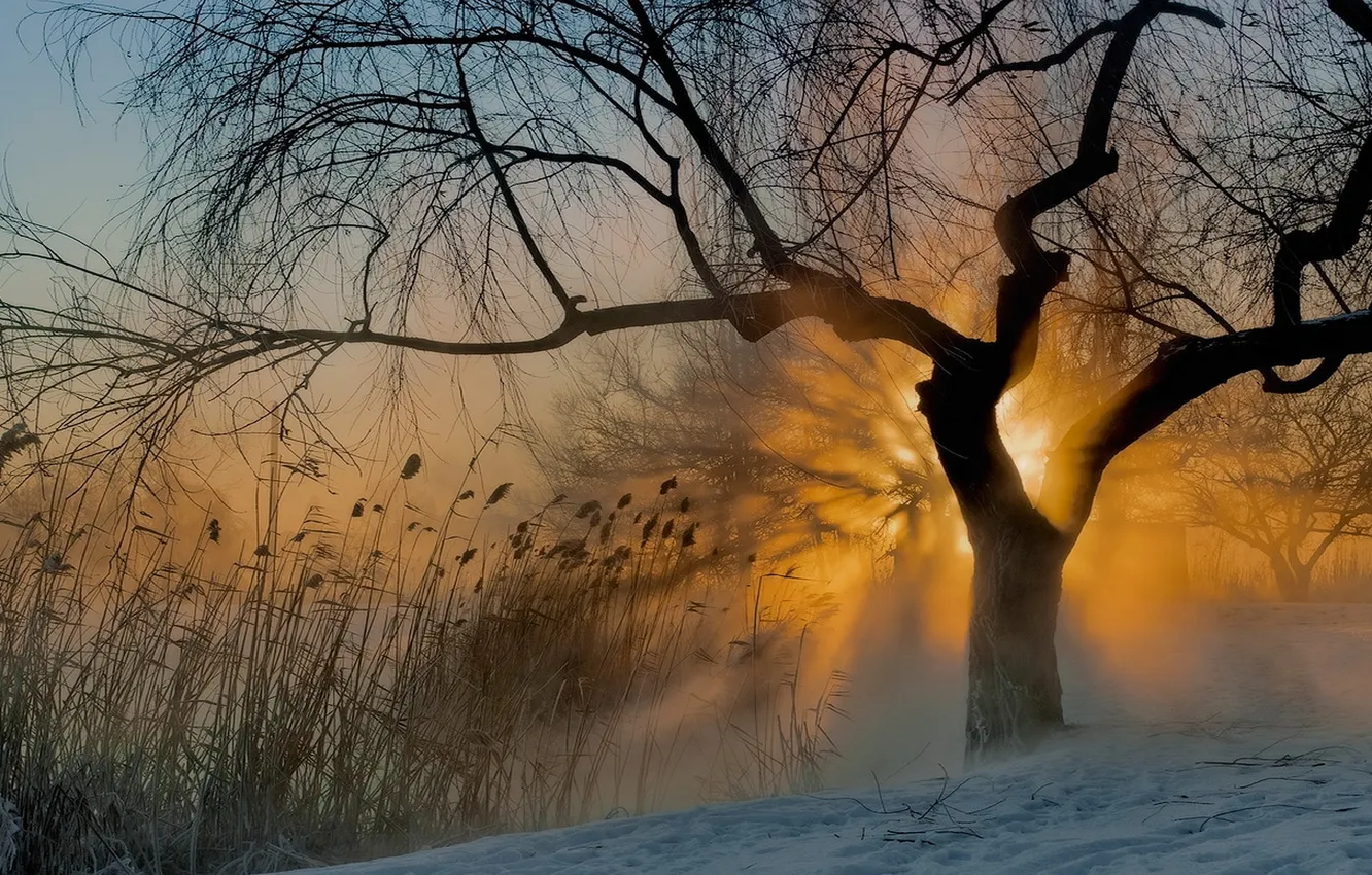 Photo wallpaper the sun, trees, fog, morning