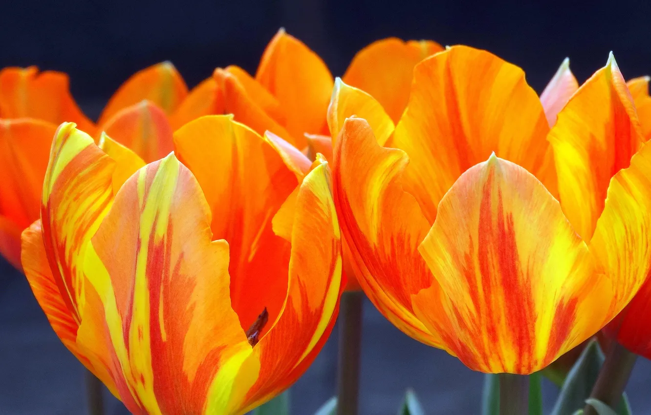 Photo wallpaper macro, spring, petals, tulips