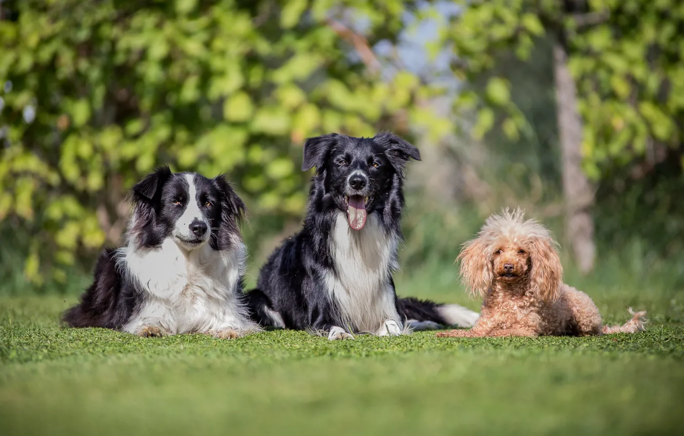 Photo wallpaper dogs, trio, friends, poodle, bokeh, the border collie, Trinity