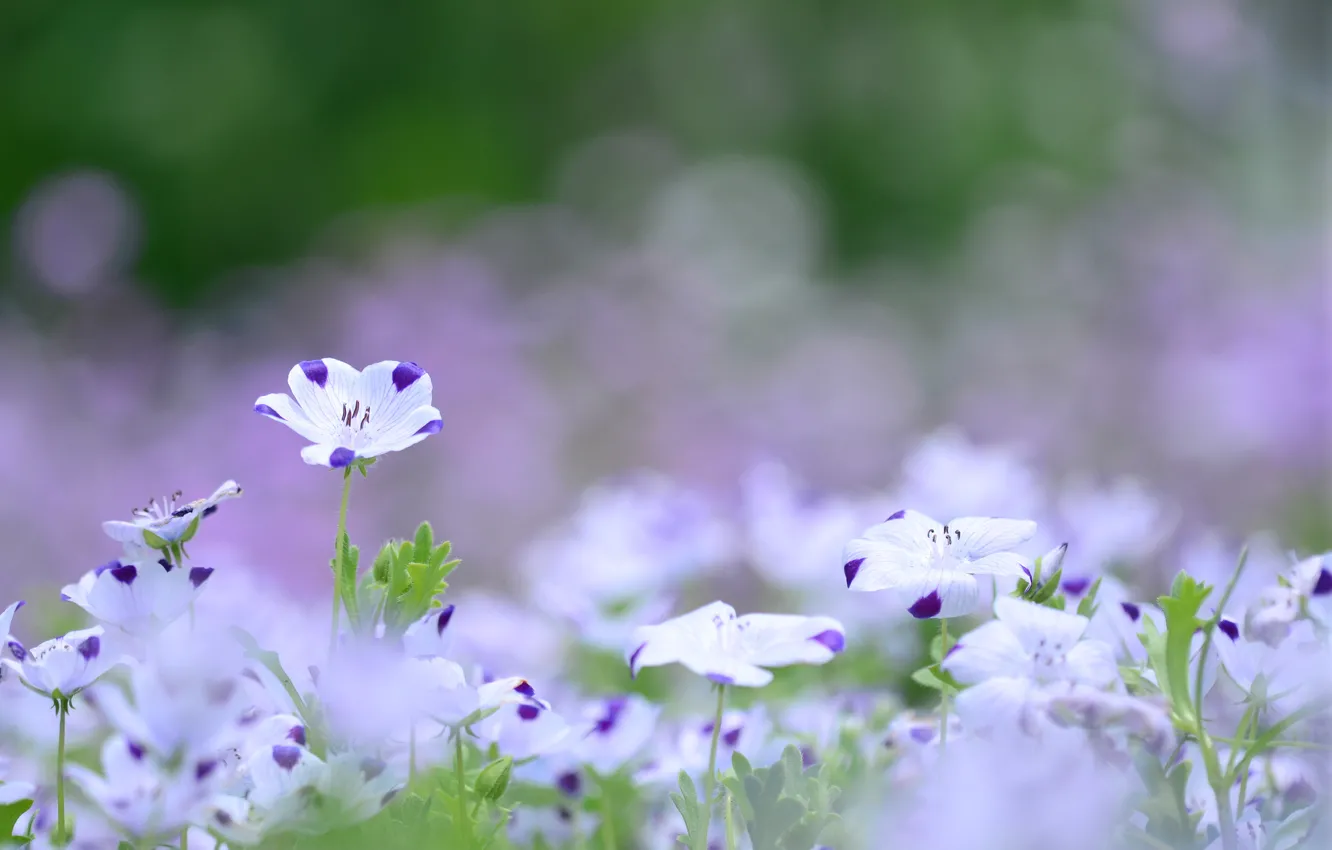 Photo wallpaper purple, summer, macro, flowers, nature, glade, blur, white