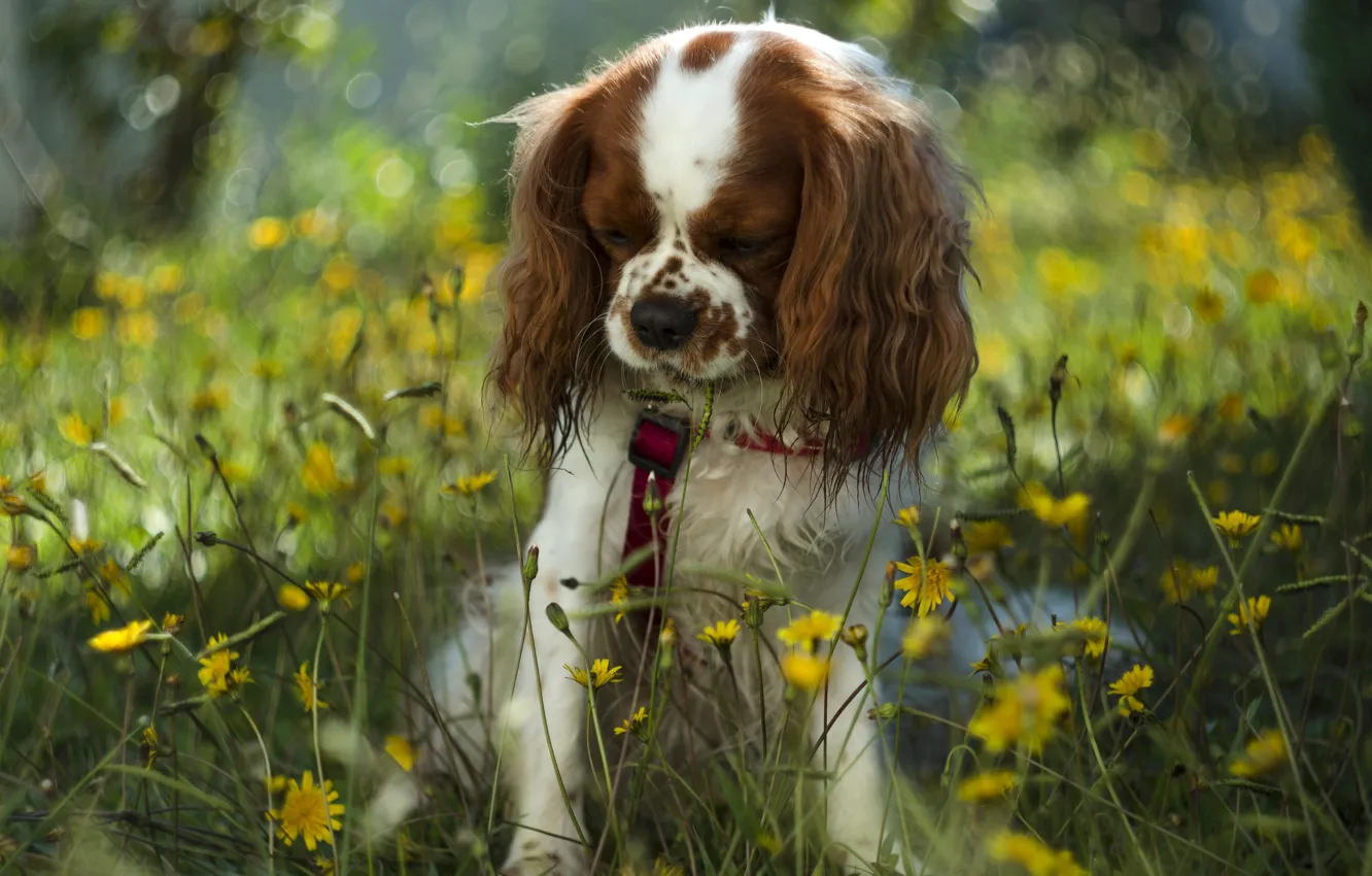 Photo wallpaper dog, flowers, bokeh