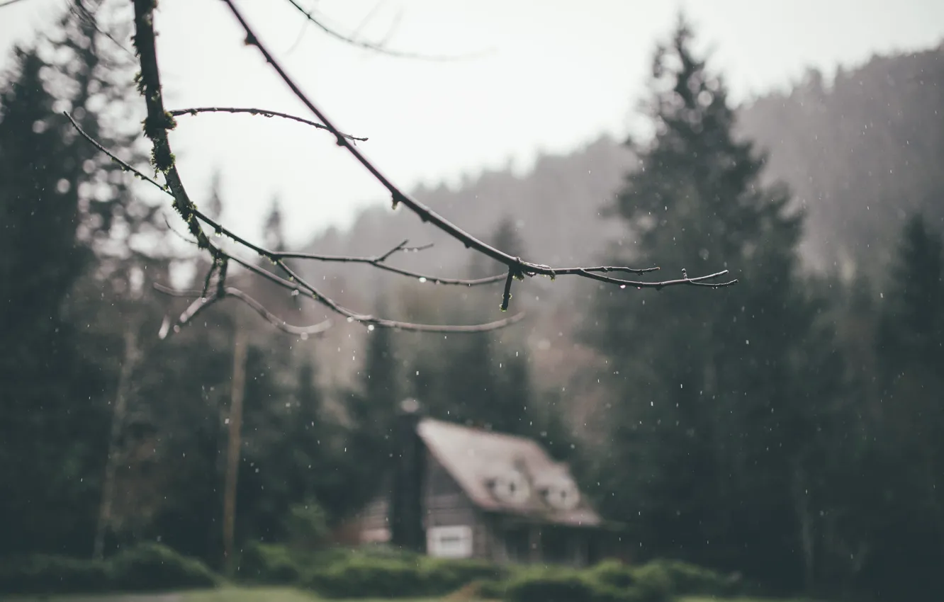 Photo wallpaper forest, house, rain, branch