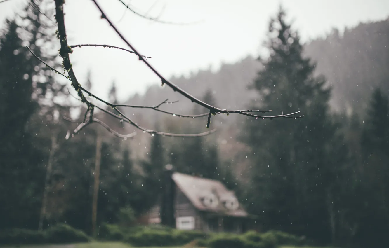 Photo wallpaper forest, branches, rain, home