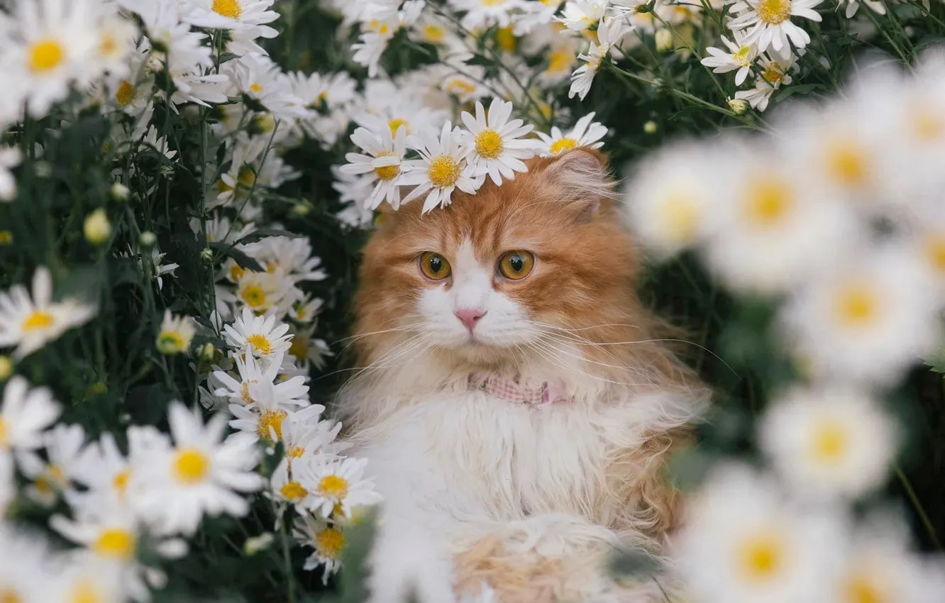 Photo wallpaper cat, summer, look, flowers, pose, glade, portrait, chamomile