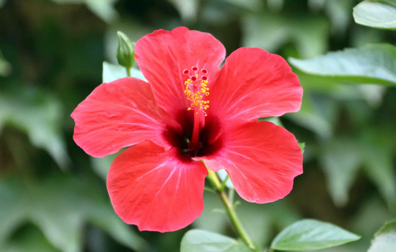 Photo wallpaper greens, leaves, red, nature, stamens, pistil, hibiscus, Chinese rose
