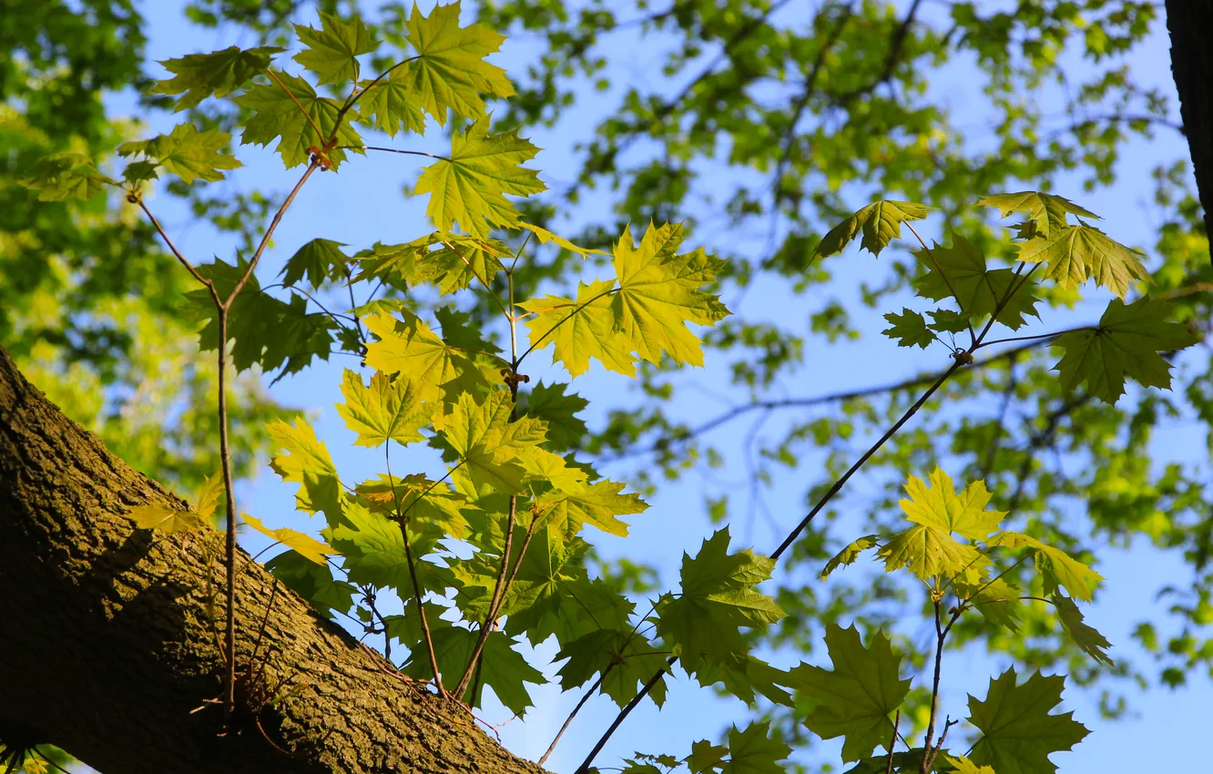 Photo wallpaper green, leafs, twigs