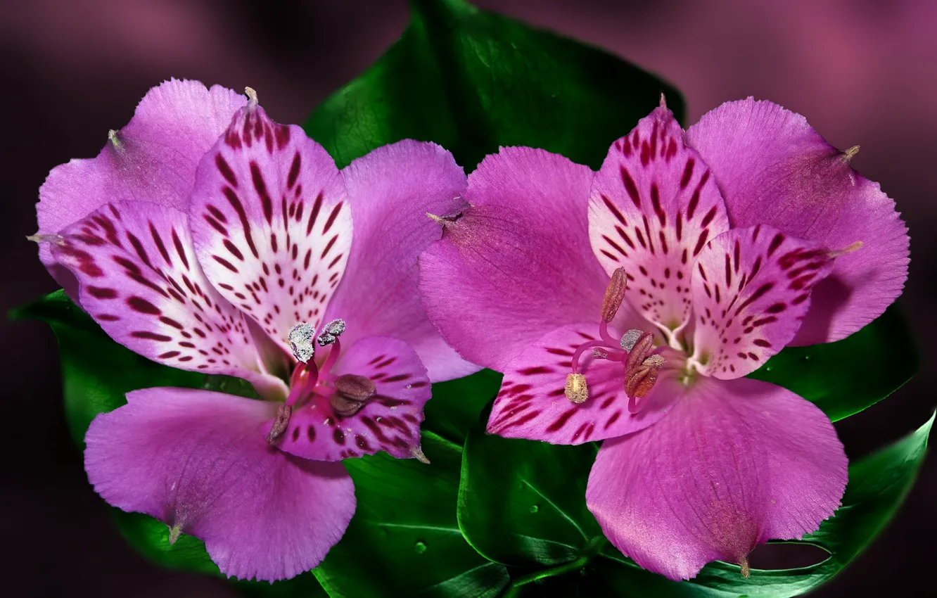 Photo wallpaper flower, macro, Alstroemeria, Peruvian Lily