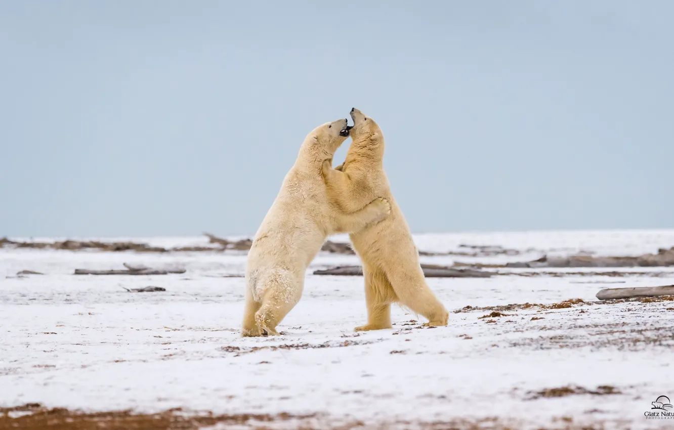 Photo wallpaper the game, predators, fight, two, polar bears