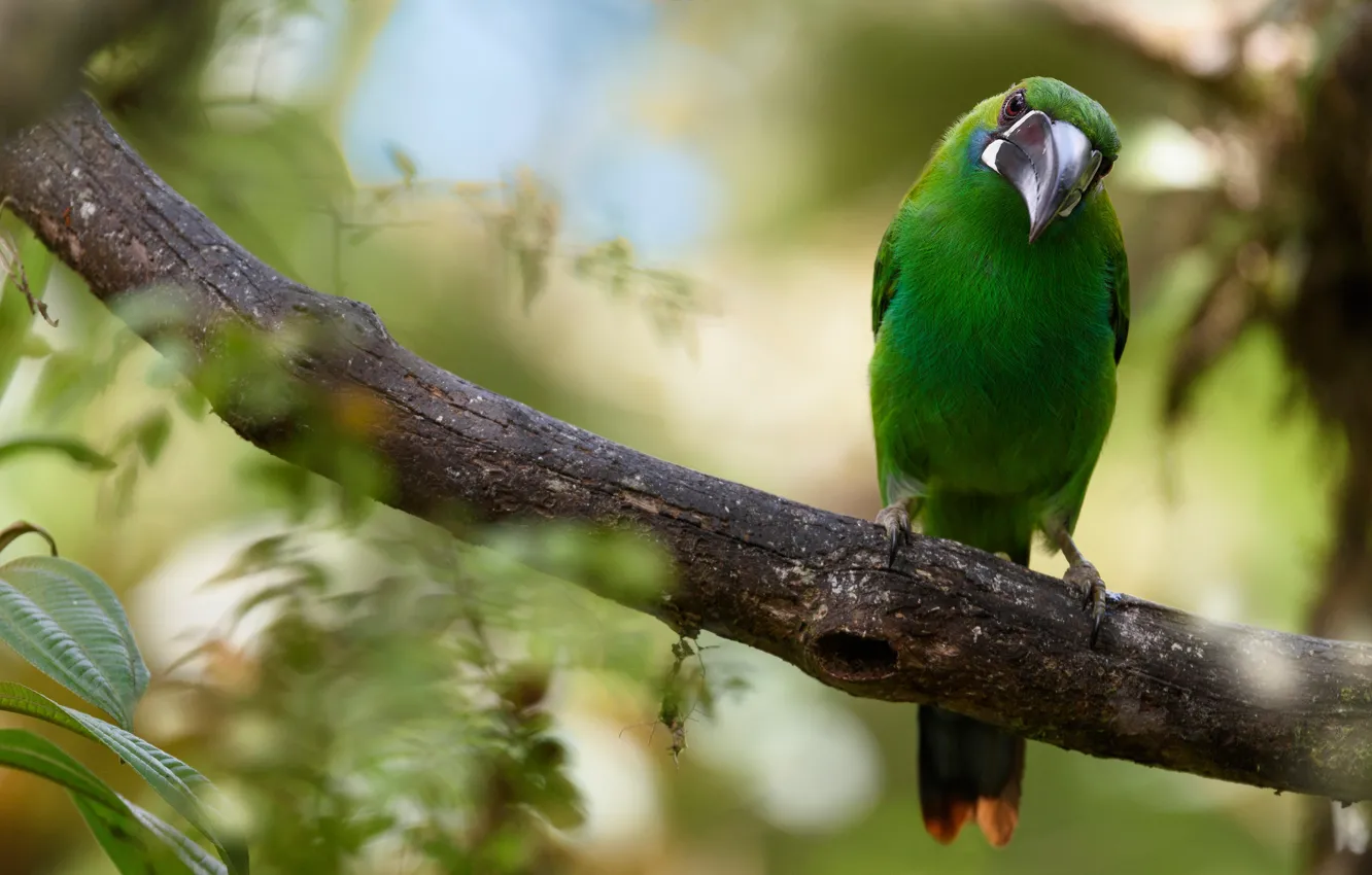 Photo wallpaper look, branches, green, background, bird, foliage, beak, Toucan