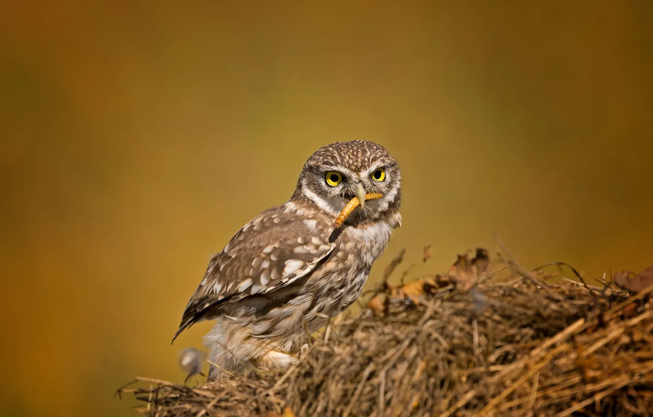 Photo wallpaper bird, owl, The little owl