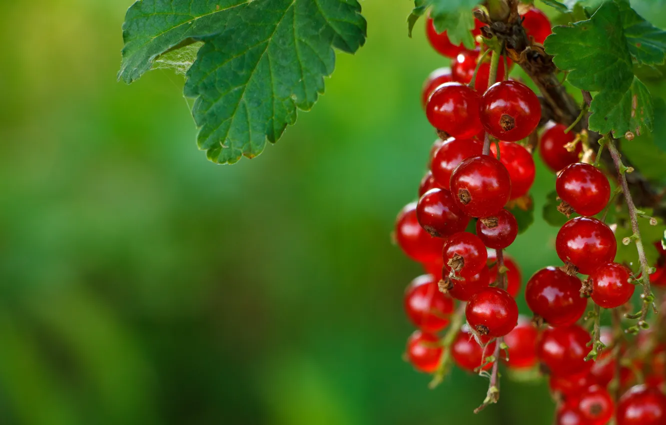 Photo wallpaper Berries, Red currants, Red currant