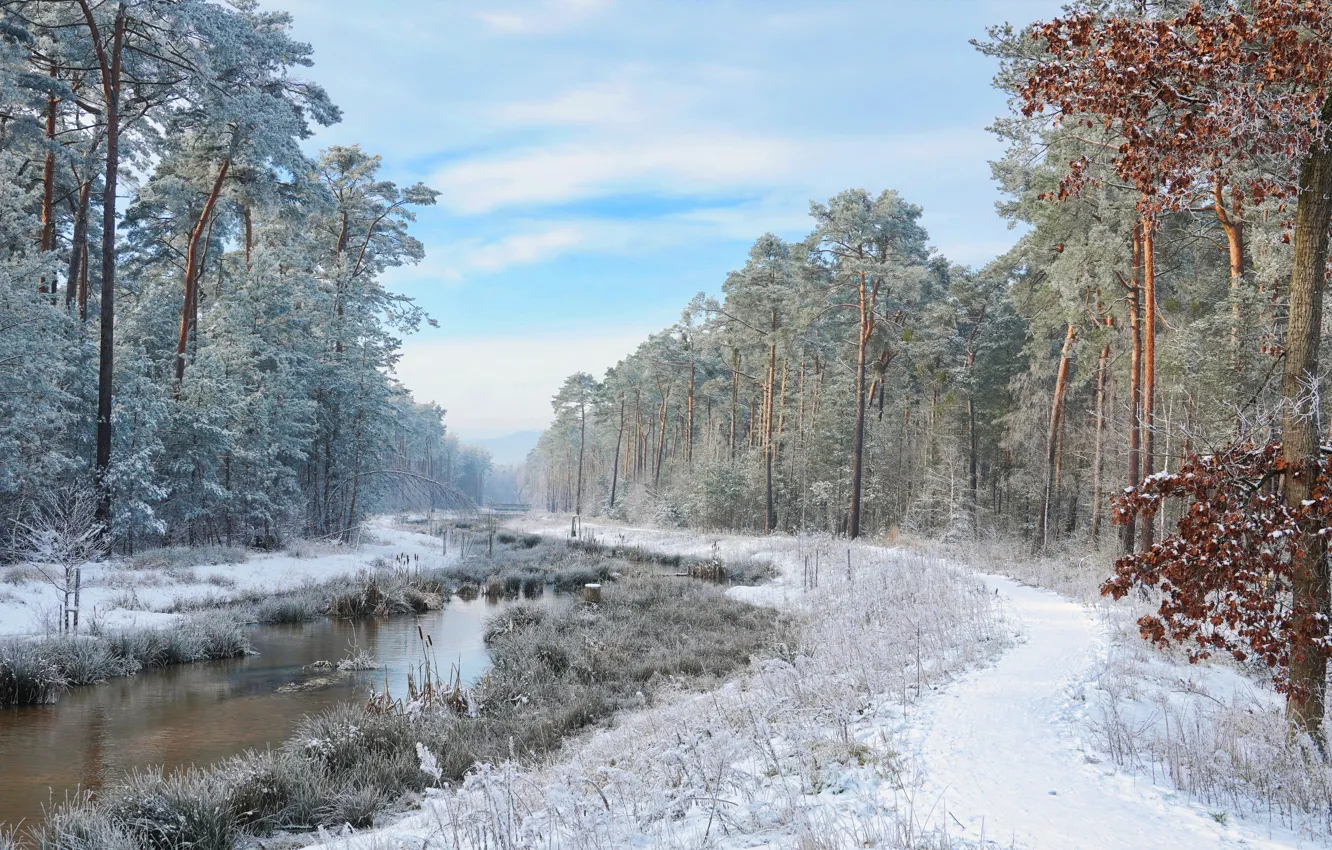 Photo wallpaper winter, forest, river