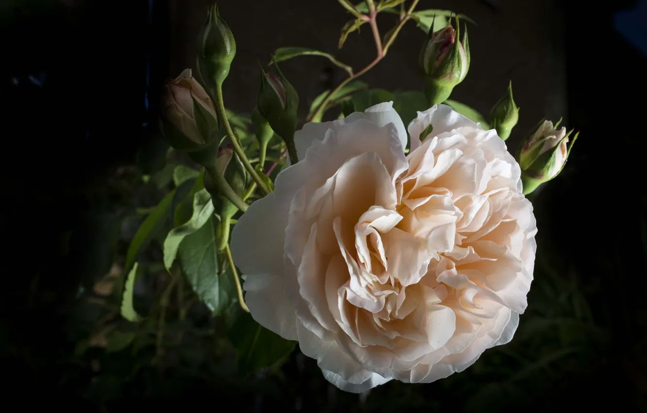 Photo wallpaper macro, roses, cream, buds