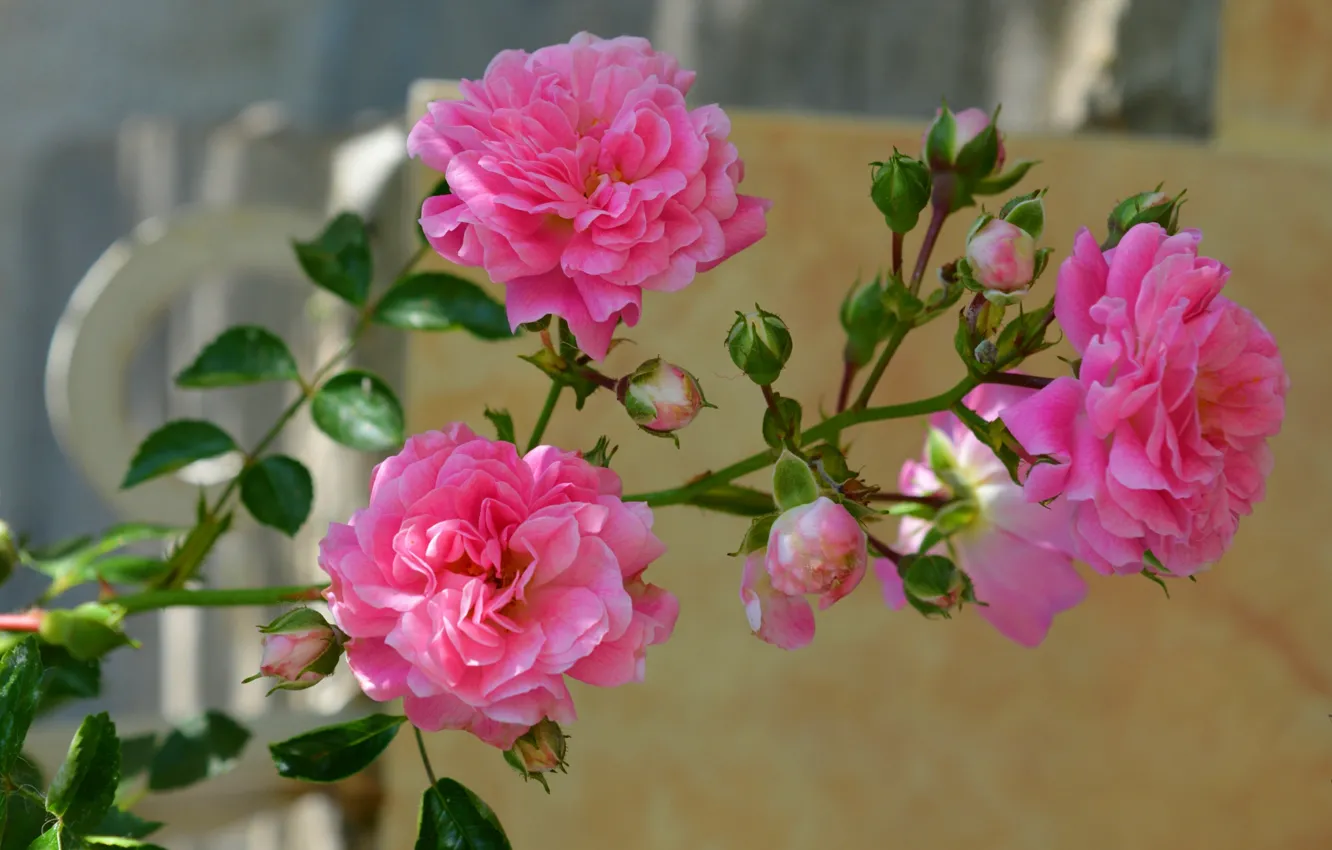 Photo wallpaper Buds, Pink roses, Pink roses