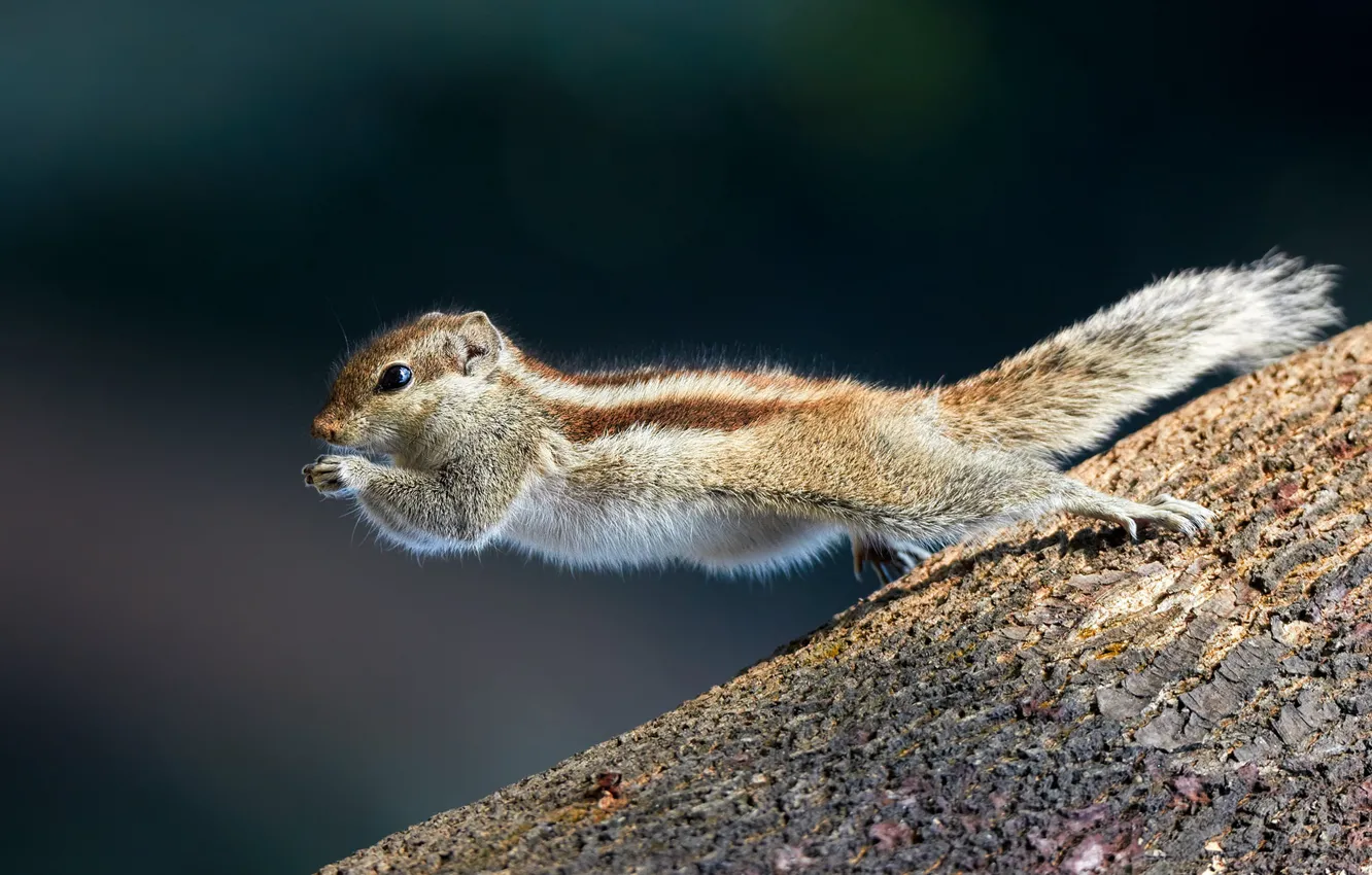 Photo wallpaper jump, protein, Northern palm squirrel