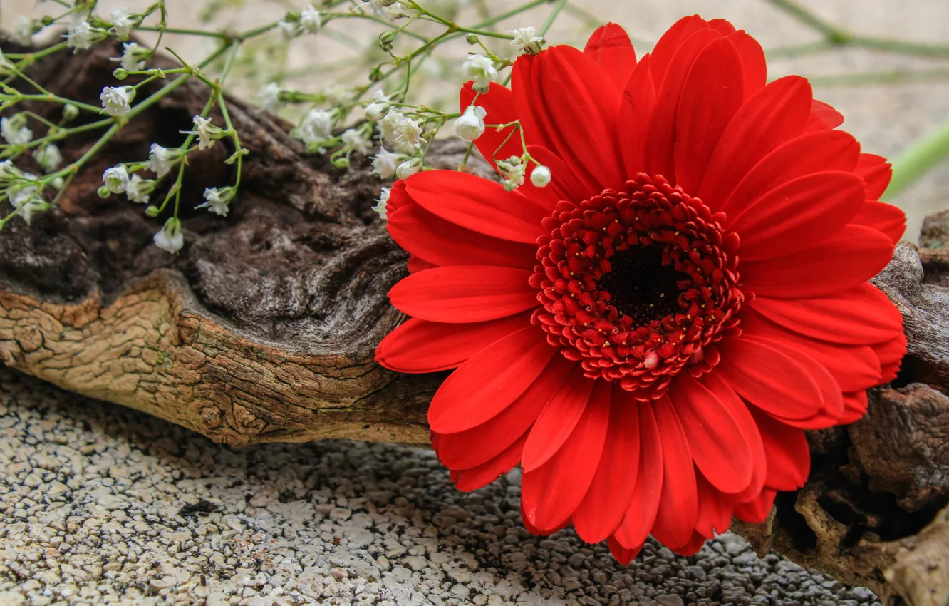 Photo wallpaper flowers, red, snag, gerbera, composition, gypsophila