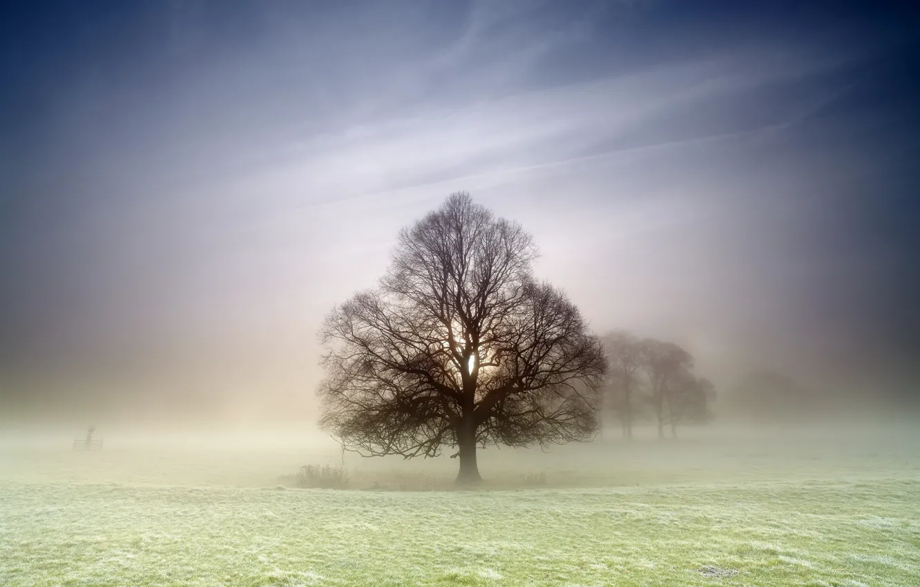 Photo wallpaper field, trees, nature, fog