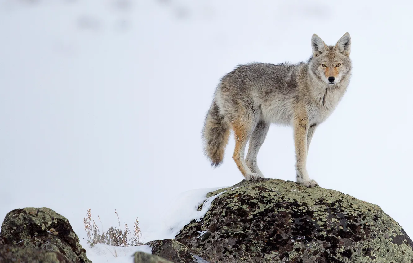 Photo wallpaper winter, snow, pose, stone, wolf, coyote