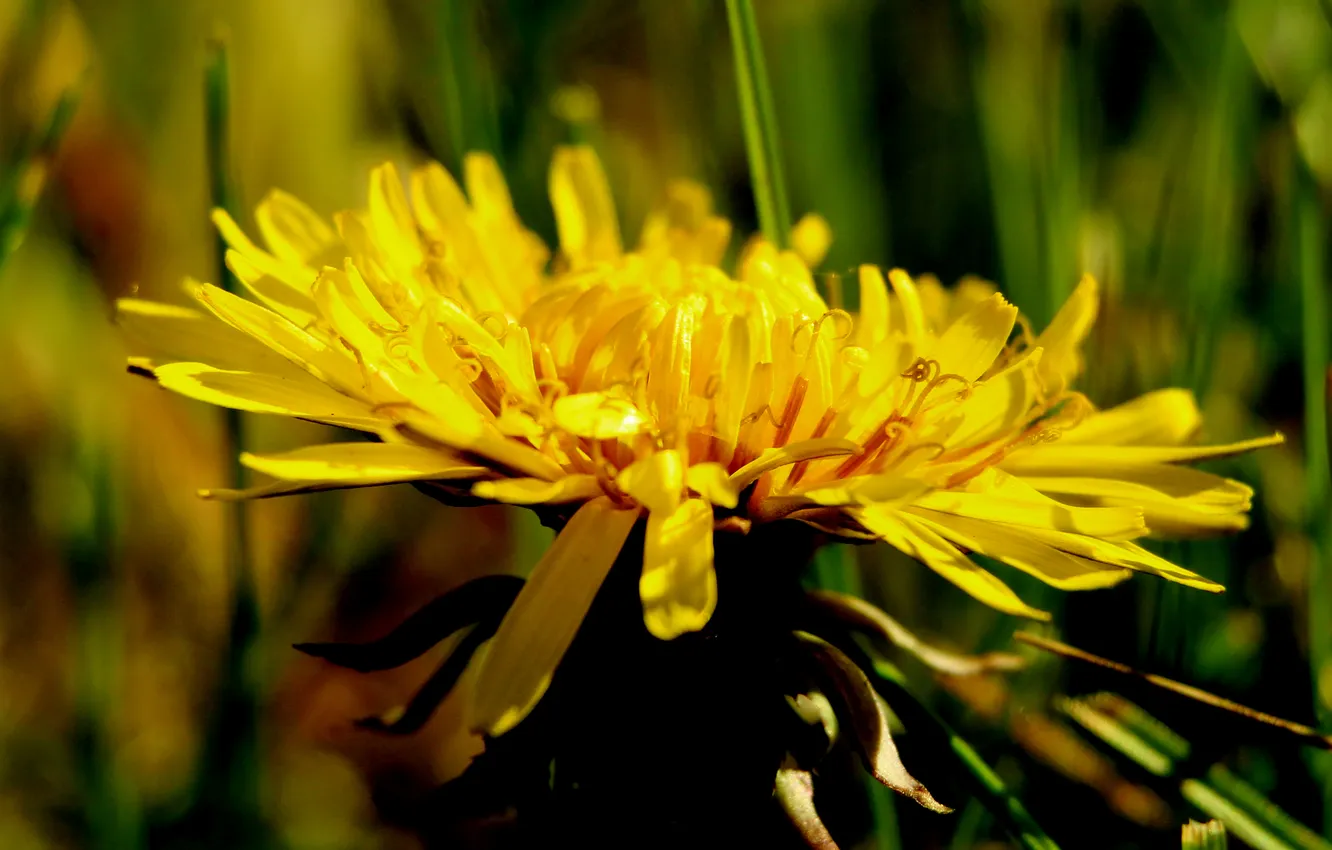Photo wallpaper yellow, spring, blooming