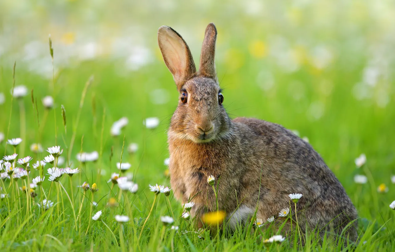 Photo wallpaper summer, grass, look, flowers, grey, glade, hare, Bunny