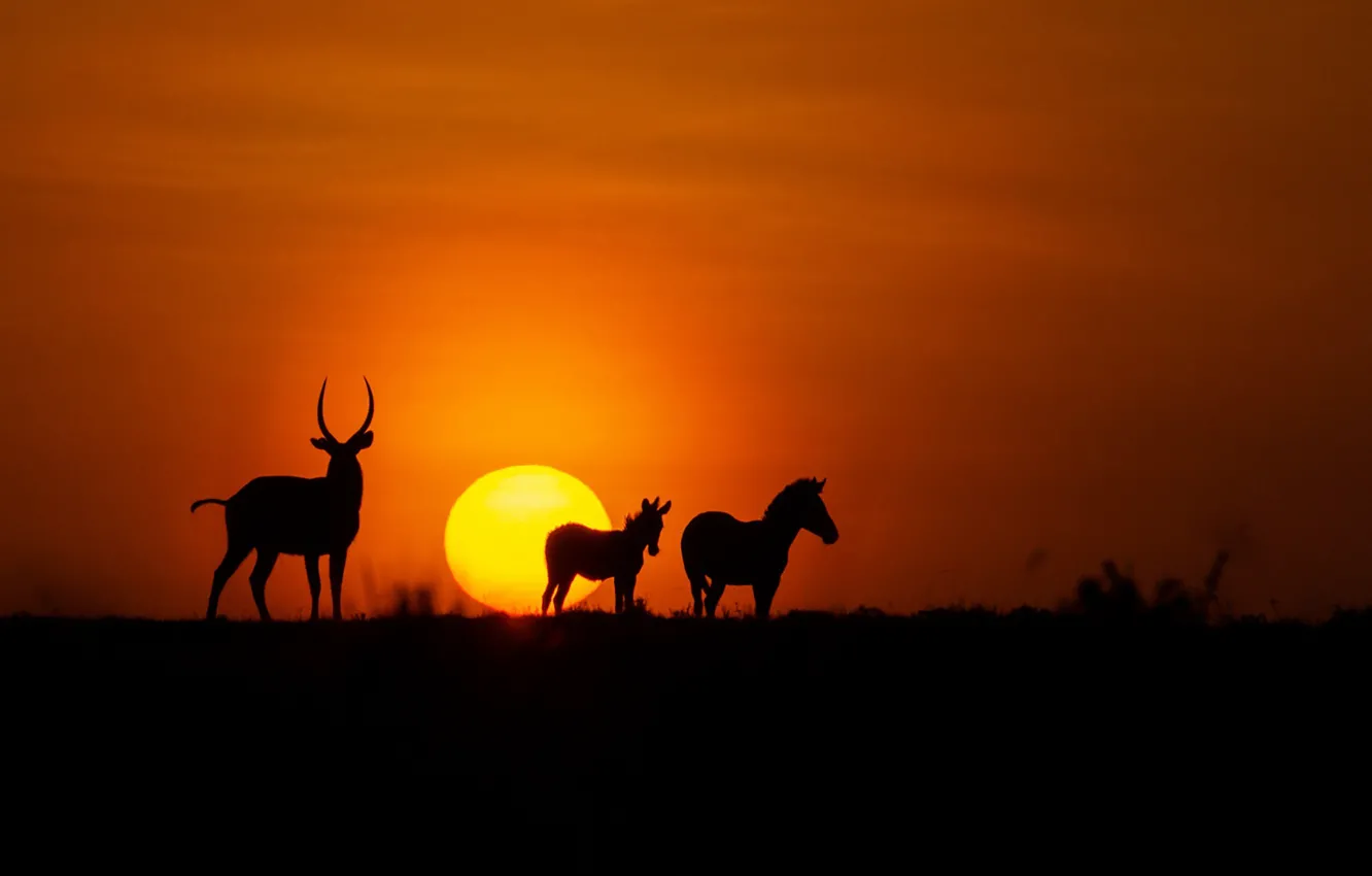 Photo wallpaper fireball, twilight, animals, sunset, dusk, Africa, zebra, wildlife