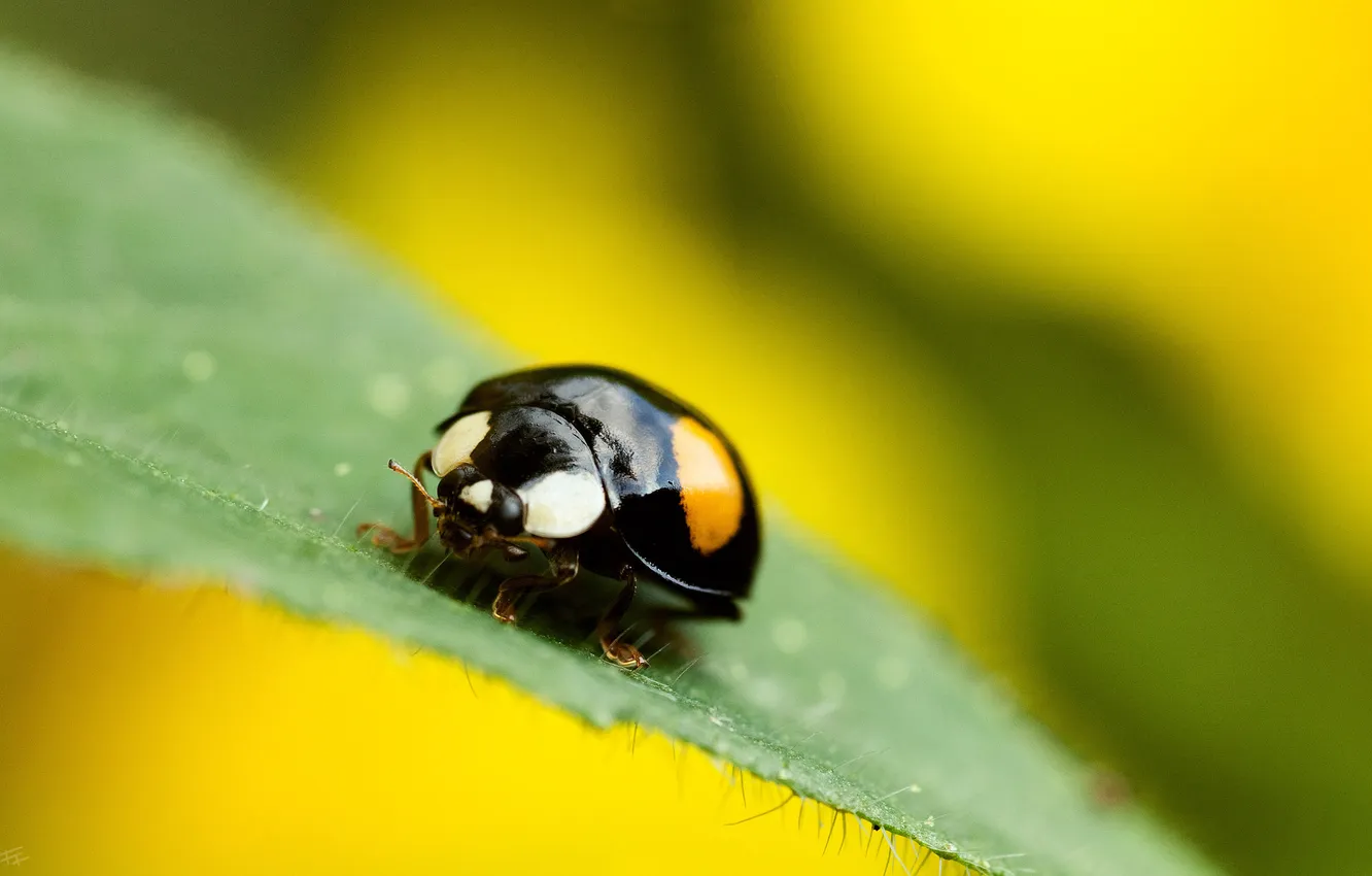 Photo wallpaper sheet, beetle, Bug