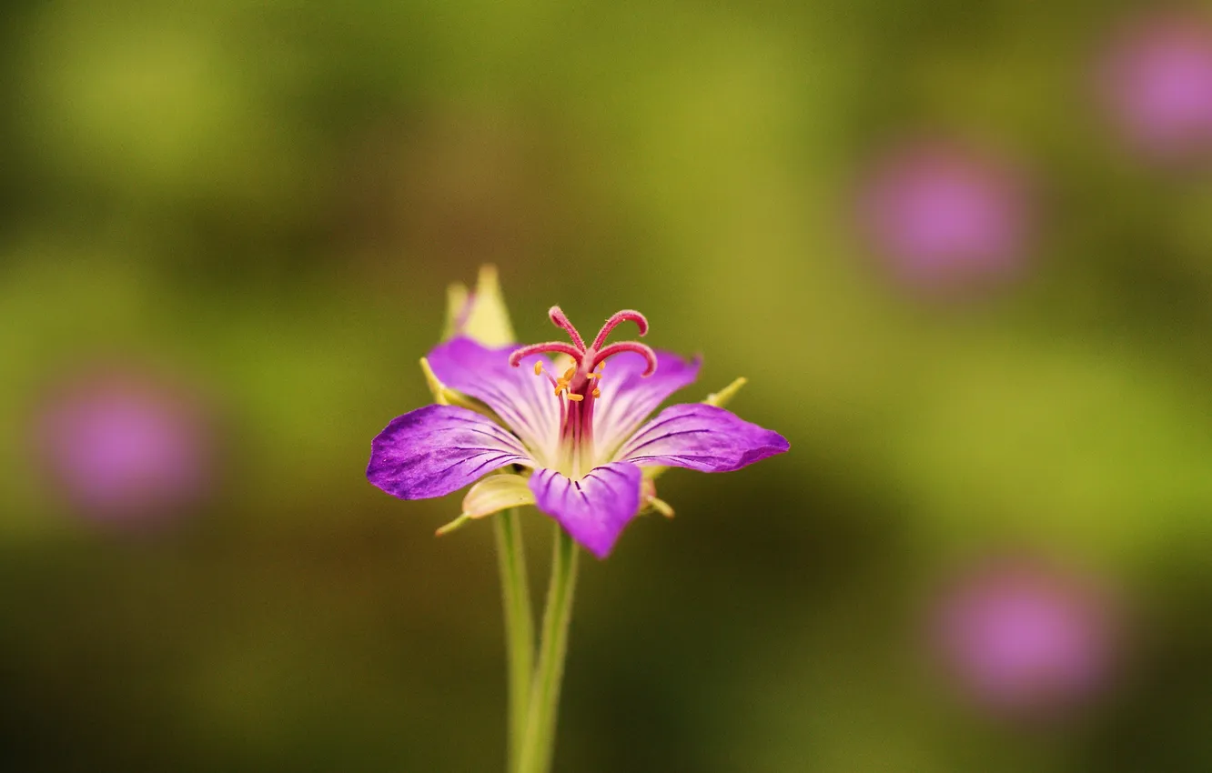 Photo wallpaper purple, flowers, background, blur