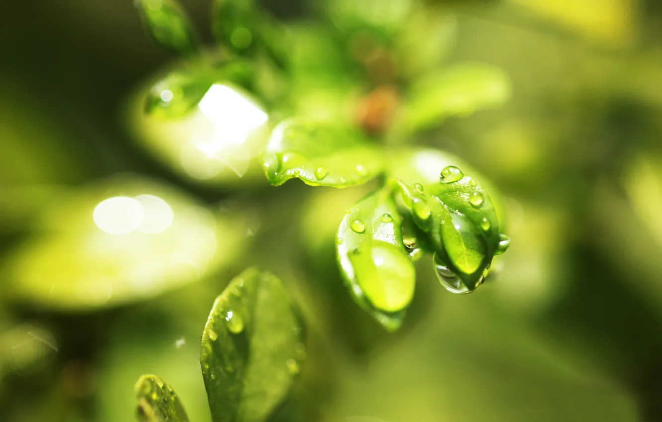 Photo wallpaper leaves, drops, branches