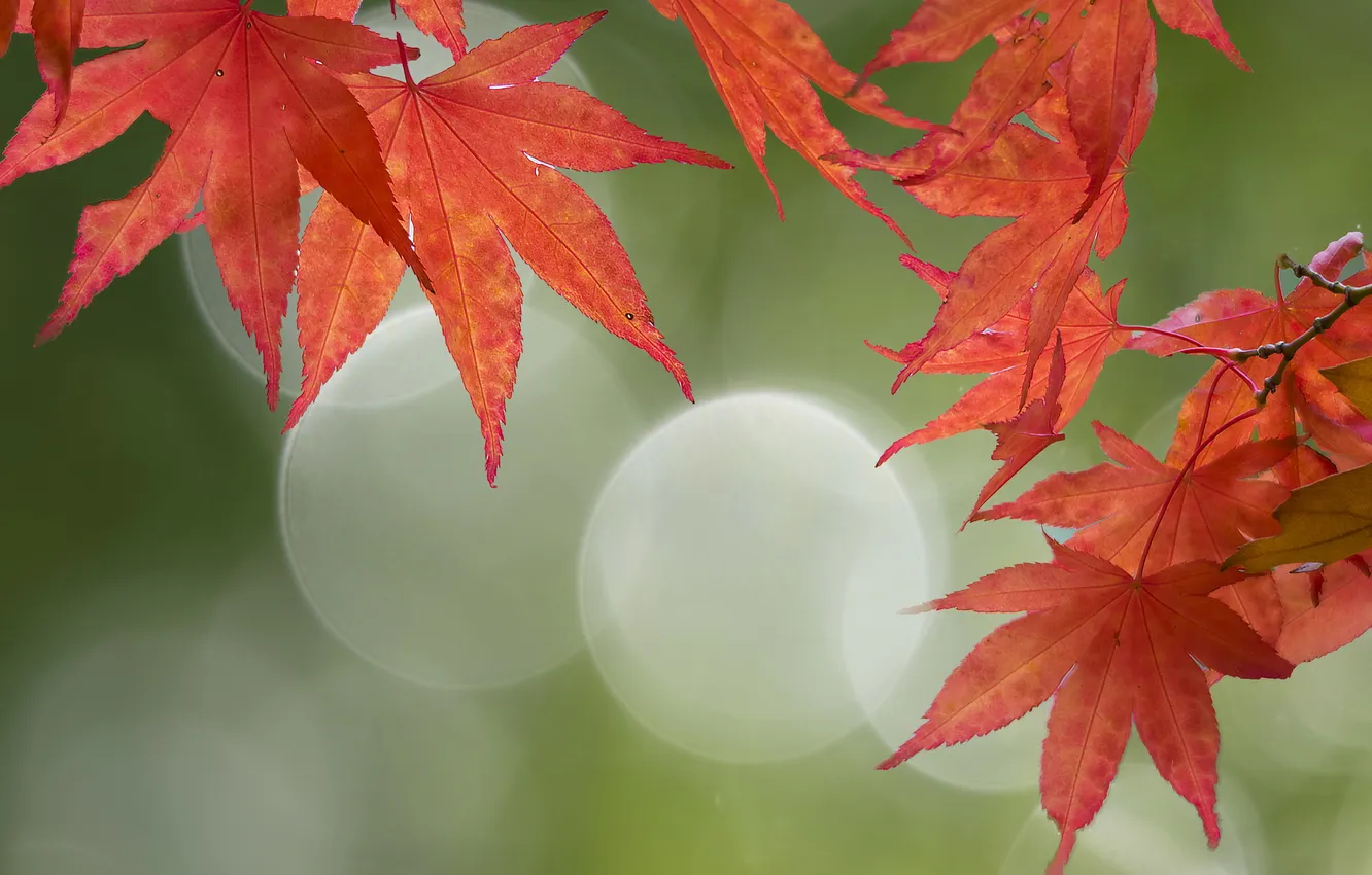 Photo wallpaper autumn, leaves, nature