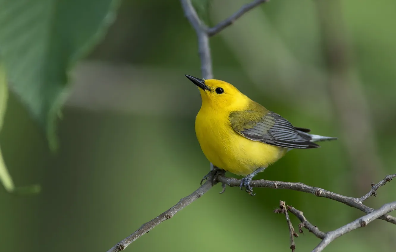 Photo wallpaper nature, background, bird