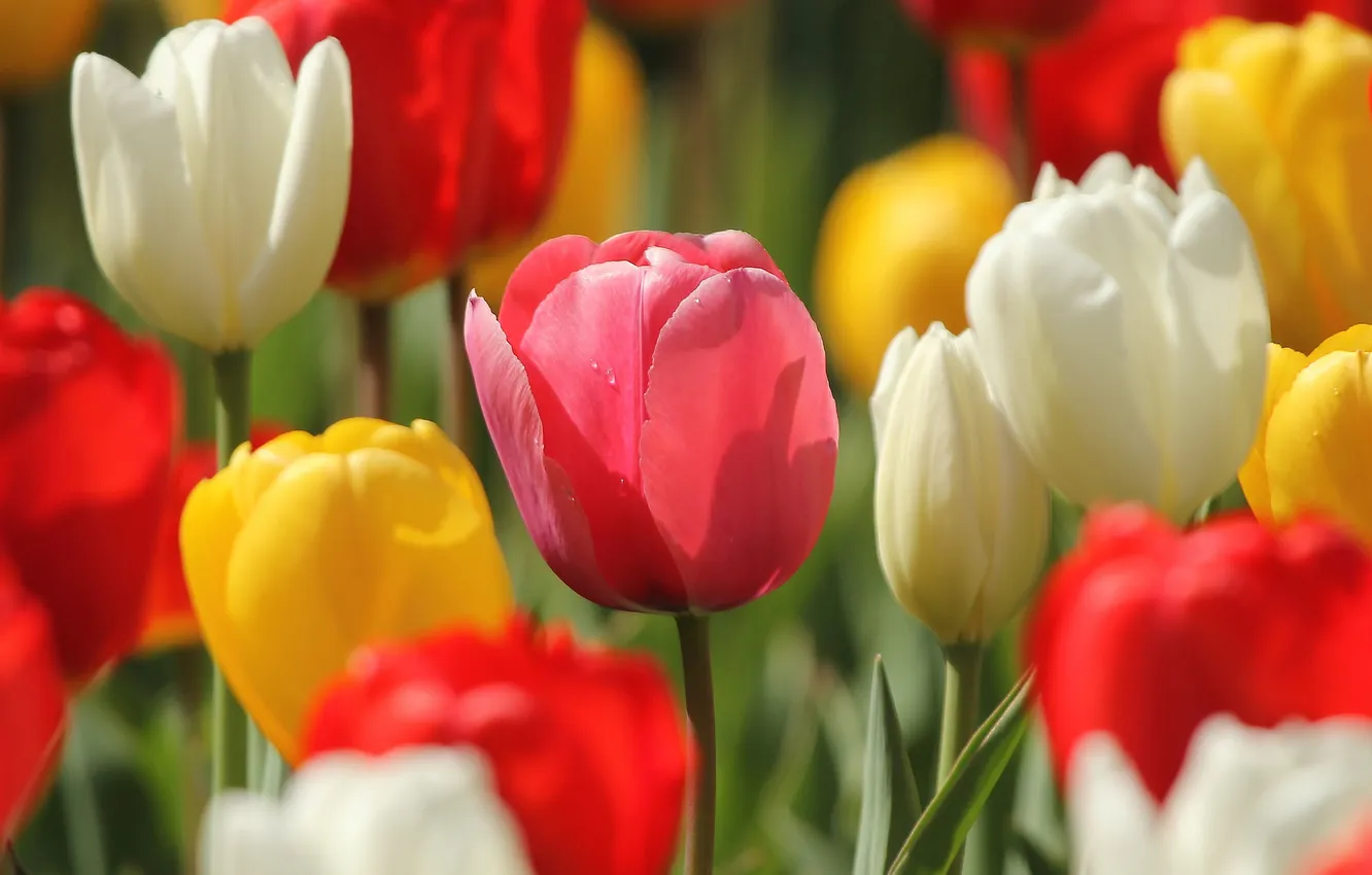 Photo wallpaper macro, tulips, buds