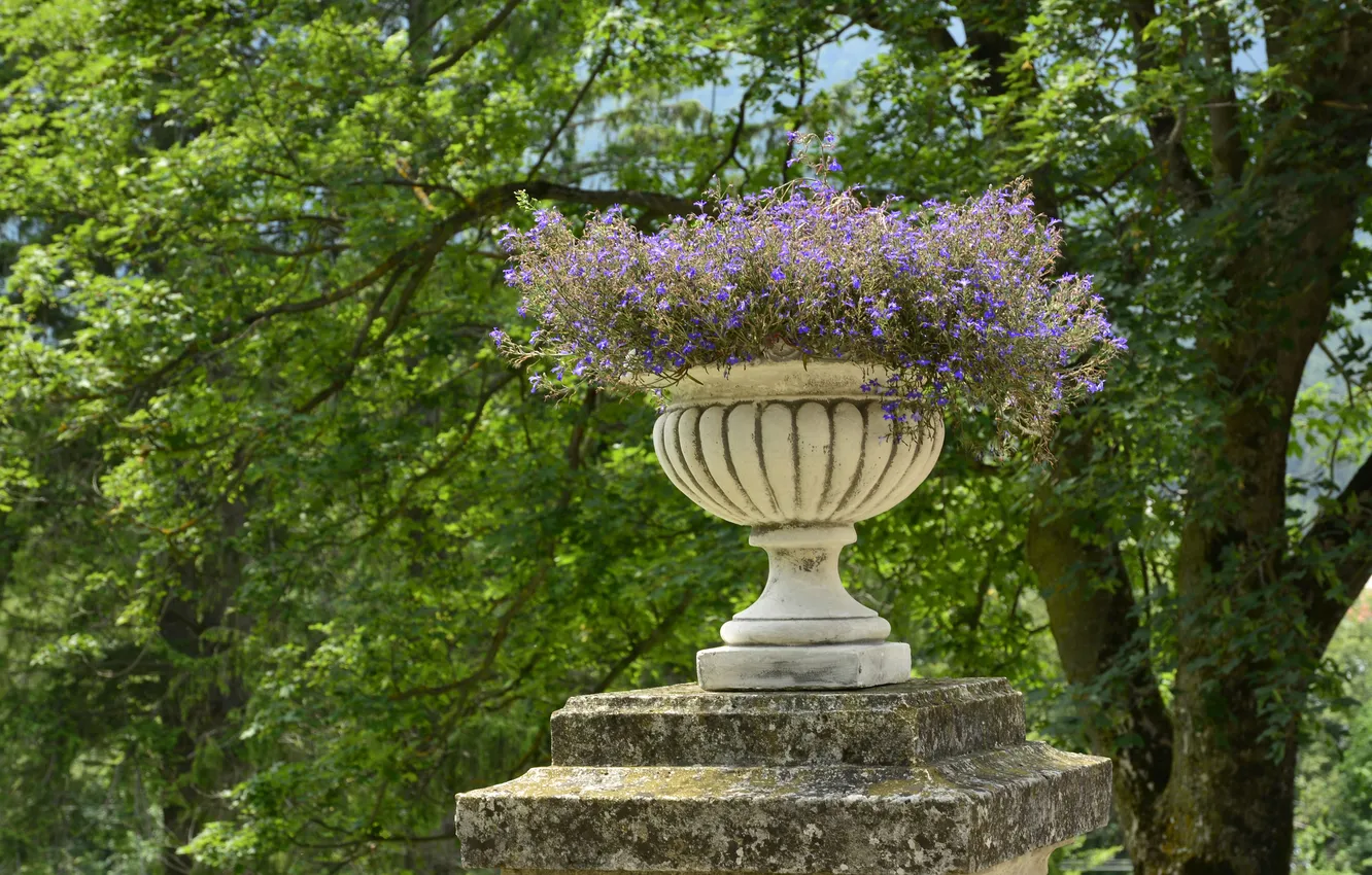 Photo wallpaper trees, Park, vase